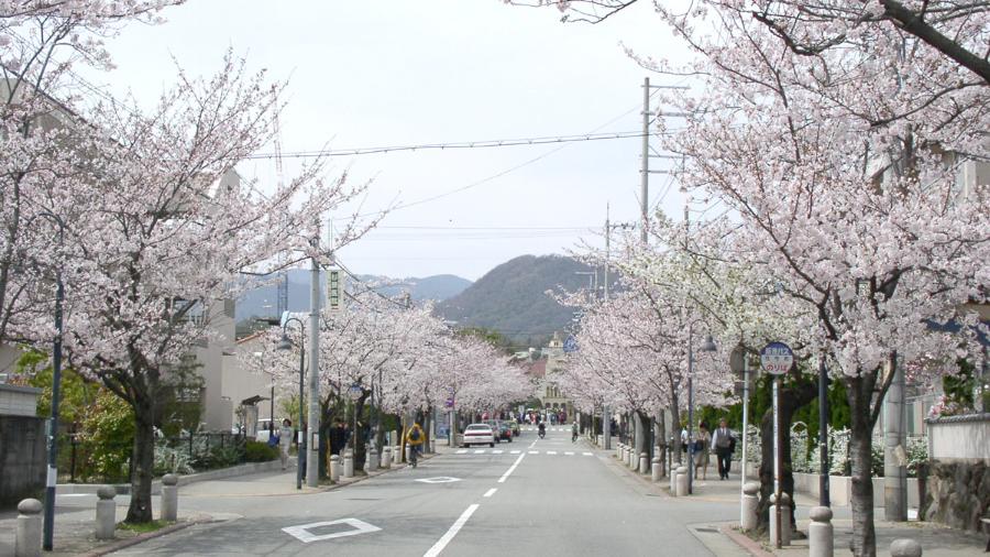 学園花通り