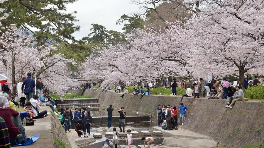 苦楽園会場の桜風景