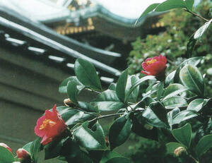 越木岩神社に咲くヤブツバキ