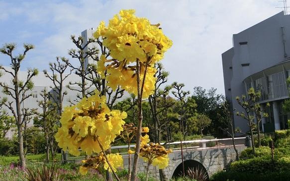 ロンドリーナとの友好の象徴　イペーの花